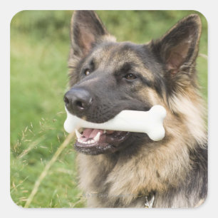 Dog with bone square sticker