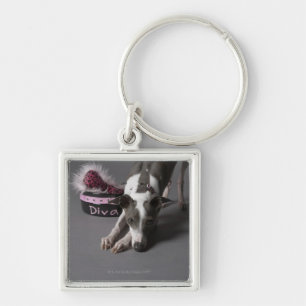 Dog with diva bowl, sniffing floor key ring