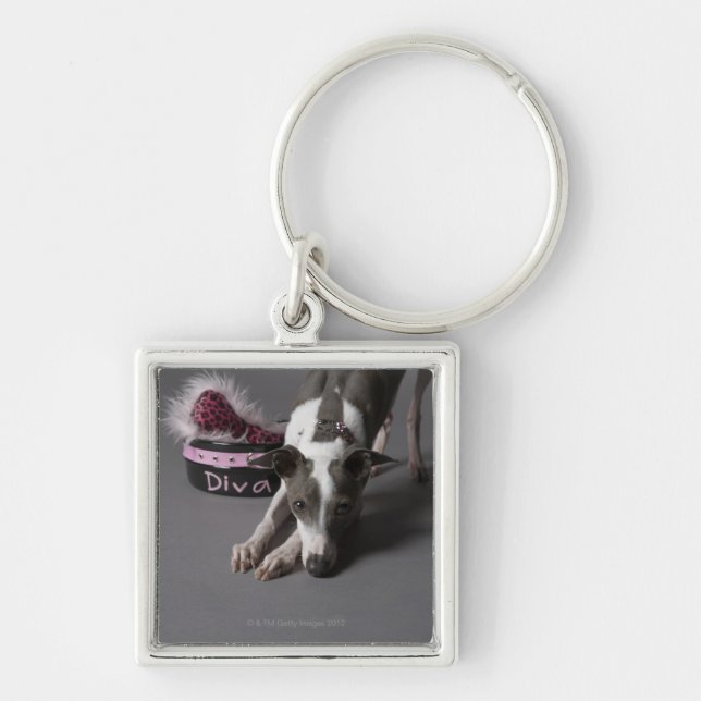 Dog with diva bowl, sniffing floor key ring (Front)