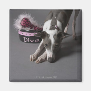 Dog with diva bowl, sniffing floor magnet