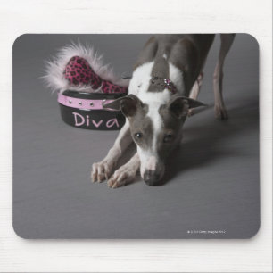Dog with diva bowl, sniffing floor mouse pad