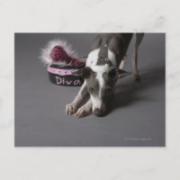 Dog with diva bowl, sniffing floor