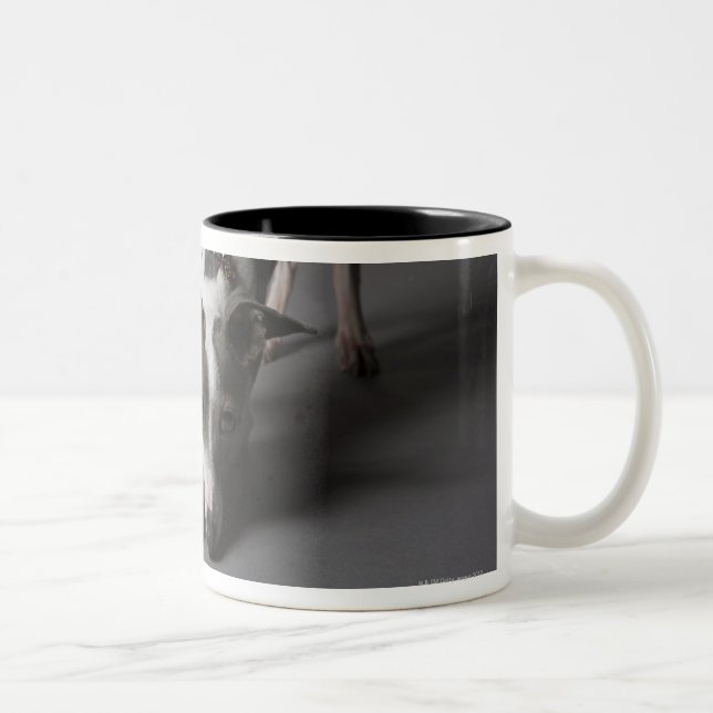 Dog with diva bowl, sniffing floor Two-Tone coffee mug (Right)
