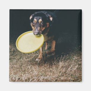 Dog With Frisbee in Mouth Magnet