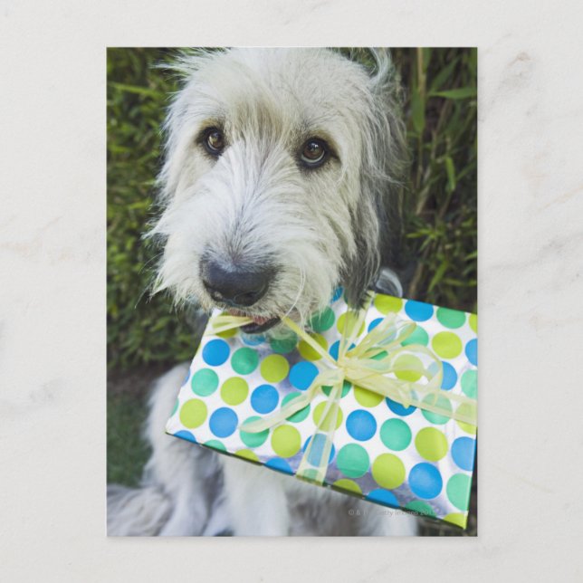 Dog with gift in mouth postcard (Front)
