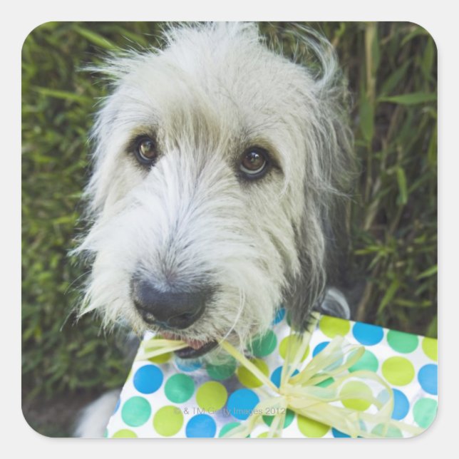 Dog with gift in mouth square sticker (Front)