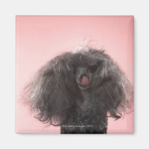 Dog with hair in front of face and tongue out magnet