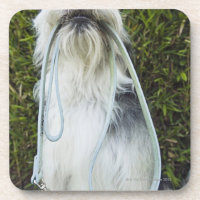 Dog with leash in mouth