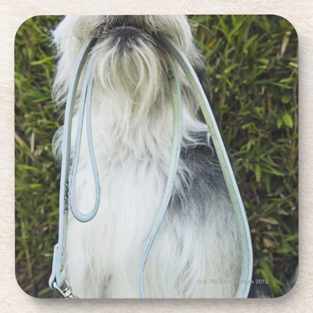 Dog with leash in mouth coaster (Front)