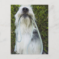 Dog with leash in mouth