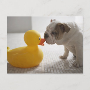 Dog with plastic duck postcard