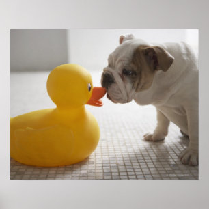 Dog with plastic duck poster