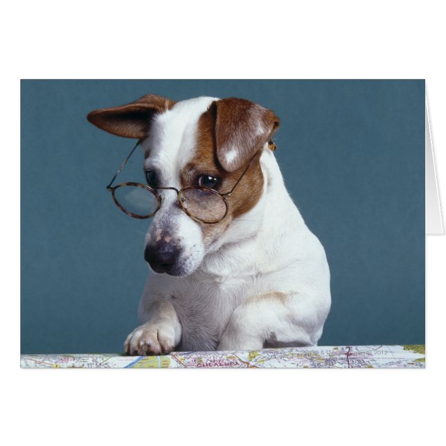 Dog with reading glasses studying map (Front Horizontal)