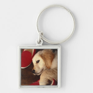 Dog with shoes lying on wooden floor, elevated key ring