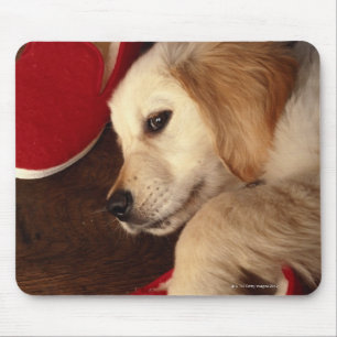Dog with shoes lying on wooden floor, elevated mouse pad
