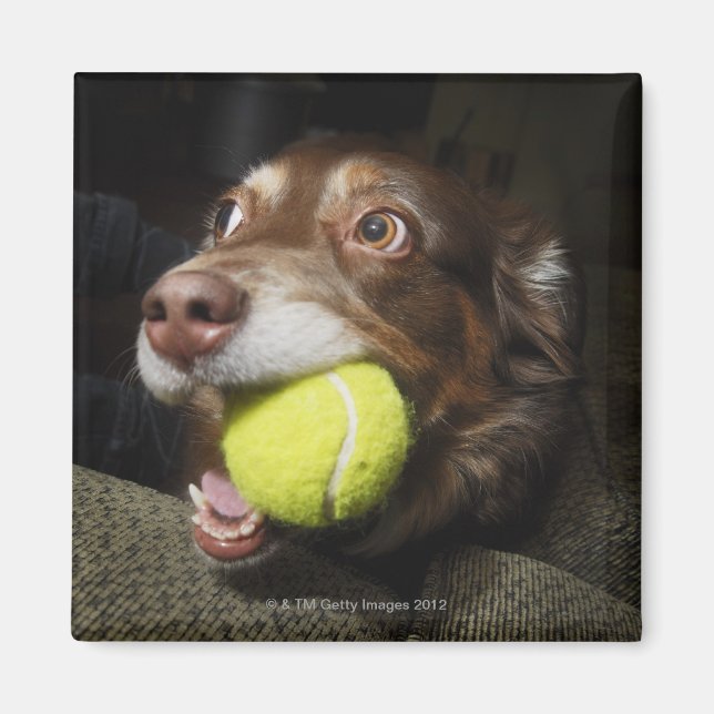 Dog with Tennis Ball Magnet (Front)