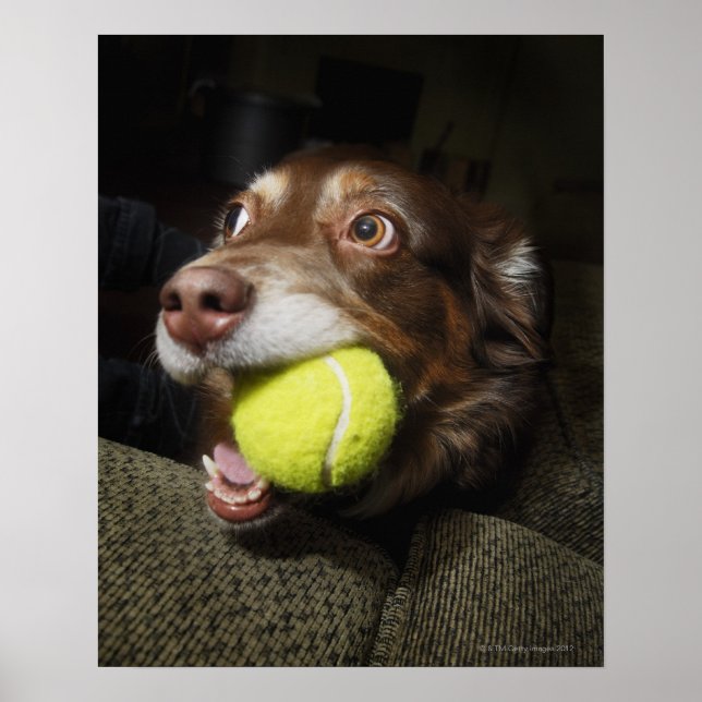 Dog with Tennis Ball Poster (Front)