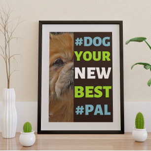 #Dog, your New Best #Pal ...Tibetan Spaniel Poster