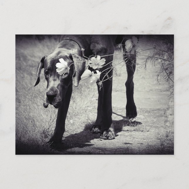 Dogge Balu Postcard (Front)