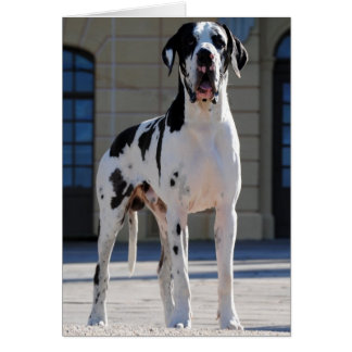 Dogge, stained,Harlekin,Great Dane,Dogue