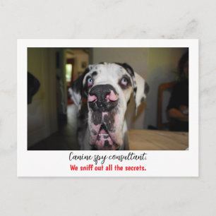 Dogge: the dog for secret agents  postcard