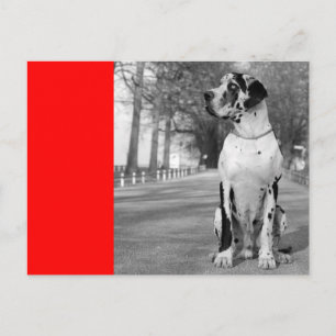 Doggenhaus Postcard