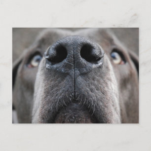 Doggennase Postcard
