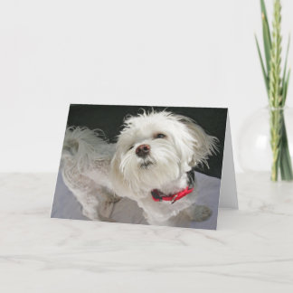 Doggie Greeting Card