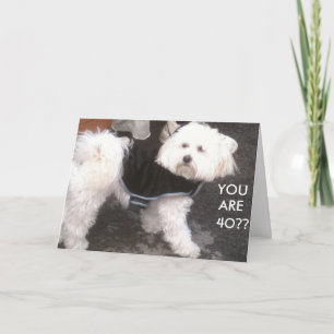 DOGGONE, YOU ARE 40?? CARD