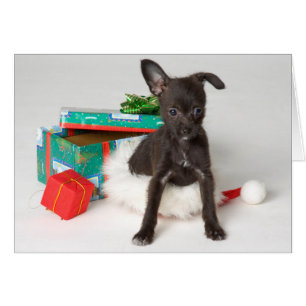 Doggy Christmas present