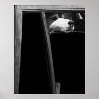 Doggy in the Window Poster