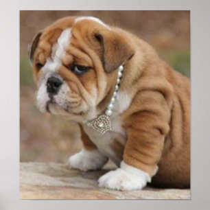 Doggy McDogface English Bulldog Poster
