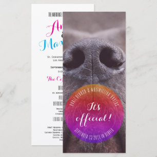 Dognose Rack Cards