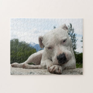 Dogo Argentino Jigsaw Puzzle