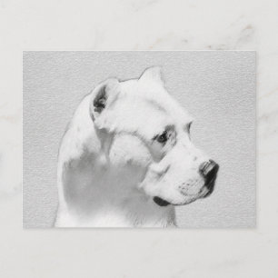 Dogo Argentino Painting - Original Dog Art Postcard