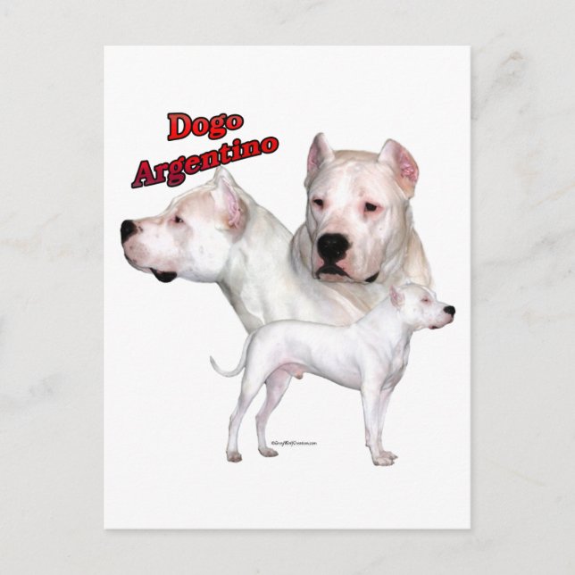 Dogo Argentino Trio 2 Postcard (Front)
