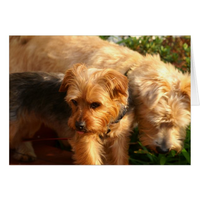 Dogs (Front Horizontal)