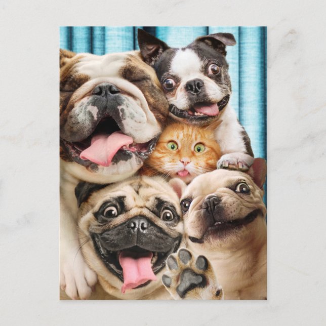 Dogs and a Cat Group Photo Invitation Postcard (Front)