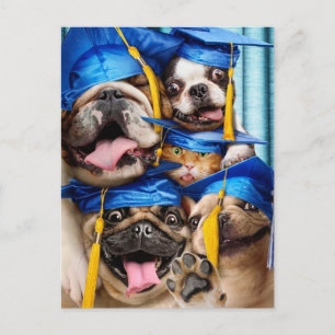 Dogs and Cat Grads in Photo Booth Postcard