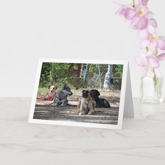 Dogs at Training School Card (Orchid)