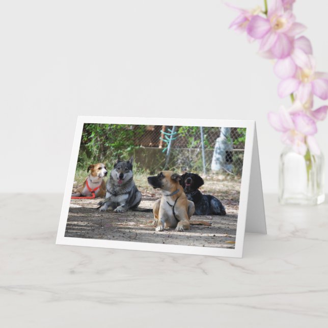 Dogs at Training School Card (Orchid)