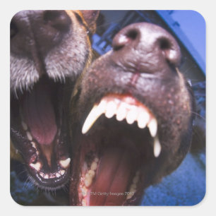 Dogs barking square sticker