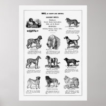 Dogs Breeds