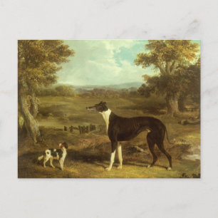 Dogs, Greyhound and Spaniel, Doctor Fop by Herring Postcard