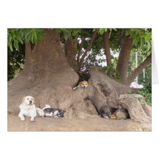 Dogs in a tree