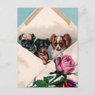 Dogs in an Envelope Postcard