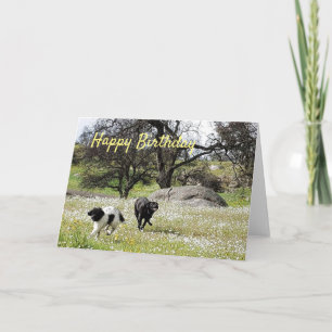Dogs in Springtime Happy Birthday Greetings Card