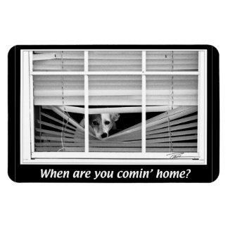 Dogs -  Jack Russels - When R U gonna B home? Magnet