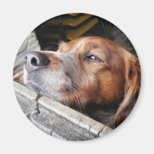 DOGS MAGNET