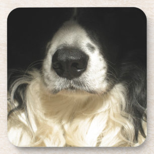 Dog's nose close up coaster